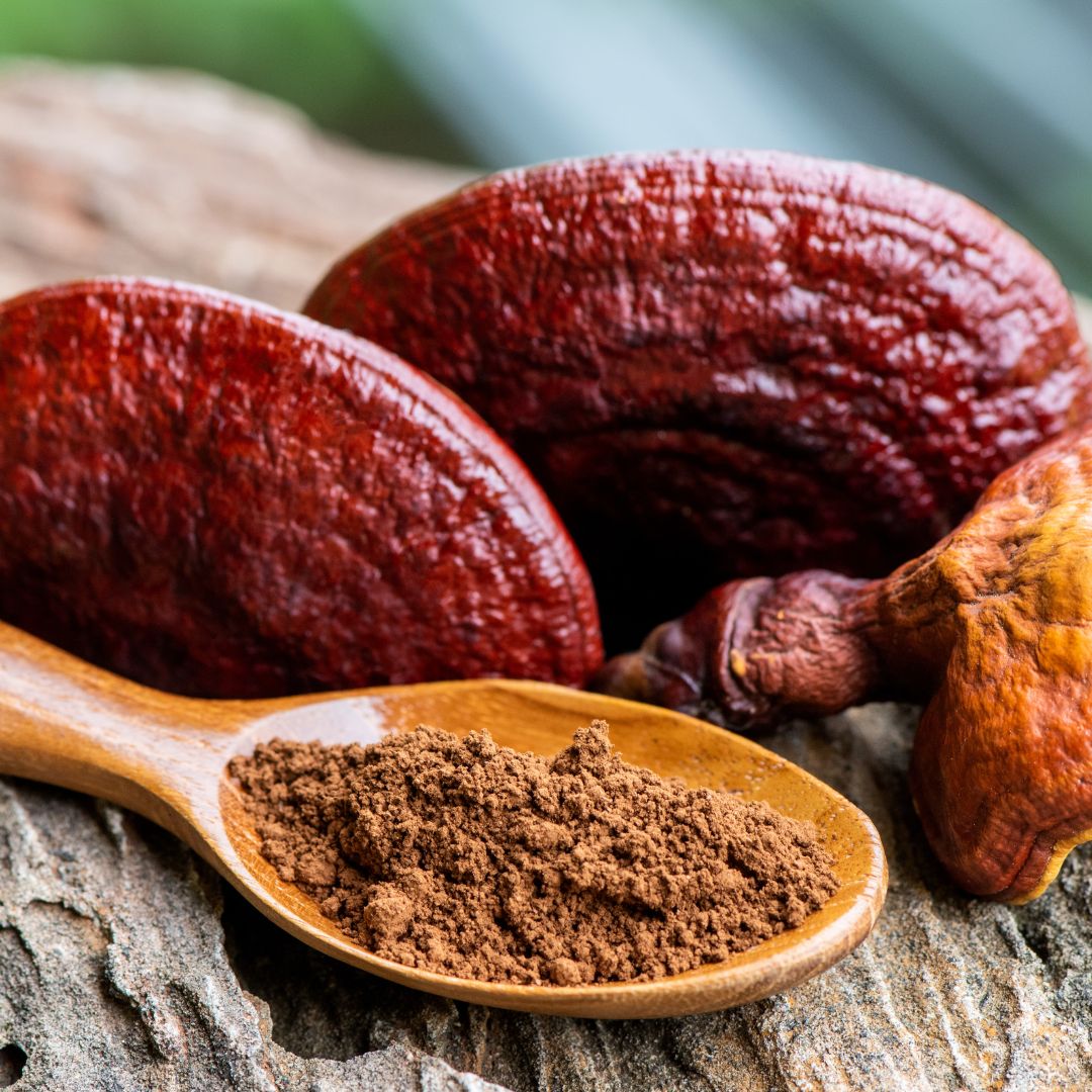 Reishi